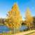 Birch River trees 1 thumbnail