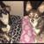 PET sitting 2 thumbnail