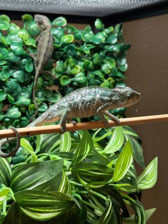 Panther chameleons (Pasadena)63859316837377122