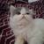 Cute baby persian kitten 2 thumbnail