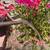 Old Watering can - STORAGE FIND - could be cleaned up - no holes 11 thumbnail