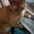 Orange tabby male cat 1 thumbnail