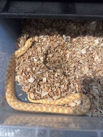 Western hognose63839343672961121