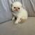 Persian Kittens 4 thumbnail