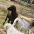 Sheep 5 thumbnail