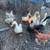 Roosters Ducks Available 1 thumbnail