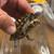 Florida box turtle 1 thumbnail