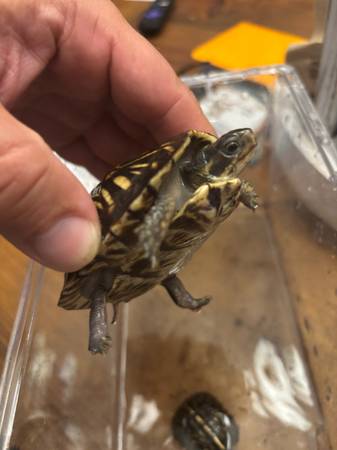 Florida box turtle 1