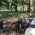 Ram lambs 4 thumbnail