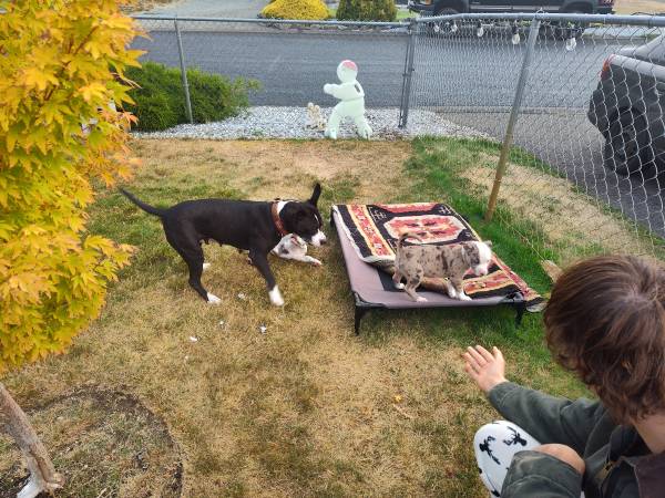 Pitbulls (Spanaway)63684398468611123