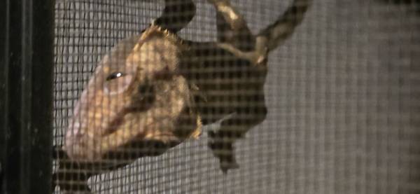 Crested/ leopard gecko (Shelton)63684471312771121