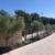 Large Mature Olive Trees 22 thumbnail