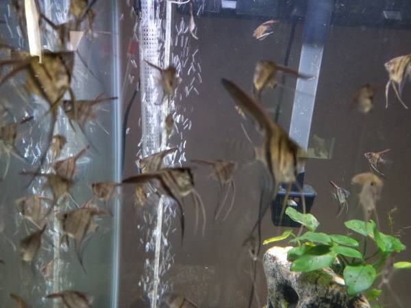 Silver Veil-tail Angelfish (West Terre Haute)63676007028737121