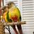 Conures and zebra finch need a new home 1 thumbnail