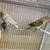 Breeding Pair LoveBirds 2 thumbnail