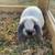 Holland Lop Bunny, Female 2 thumbnail