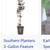 Japanese Red Maple trees 2-3 feet tall 7 thumbnail