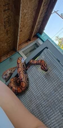 Adult female rainbow boa63761992416769121