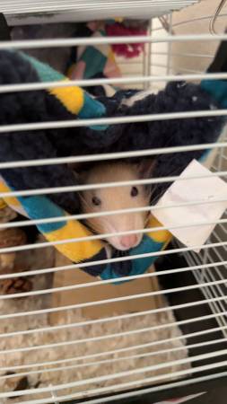 Rats - Urgent (Princeton)64001741003905123