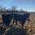 220 Bred Heifers 5 thumbnail
