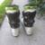 Tecnica Agent Ski Boots Size 27.5 which is a mens size 9.5 or a womens 3 thumbnail