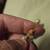 Pearl necklace, bracelet mikomto 5 thumbnail