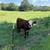 Cattle, Bull, Steer 1 thumbnail