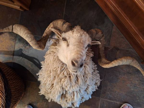 Sheep mount 1