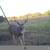 Bow hunting 9 thumbnail
