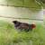 Chickens, laying hens, rooster 5 thumbnail