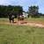 2 riding mules $4500 ea 1 thumbnail