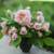 Cecile Brunner Climbing Rose 4 thumbnail