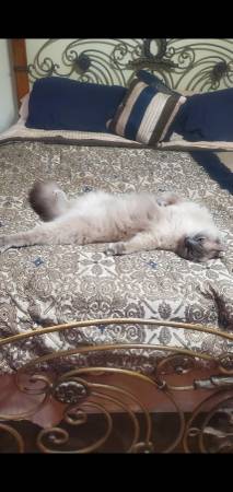 5 year old fixed Ragdoll  Cat (Dudley)63897334280322123