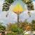 Traveler's Palms ///// RAVENALA madagascariensis 2 thumbnail