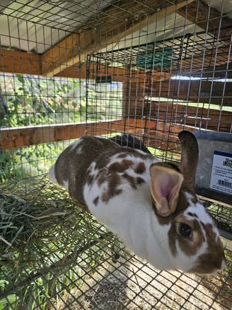 Rehoming sweet bunny (Benton City)63658117535747121