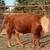 Micro Miniature Hereford Bull 2 years old, Cows, Cattle 2 thumbnail