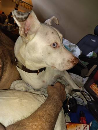 Heeler for rehoming ASAP (Tullahoma tn)64013102538626120