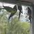 Parakeets 6 thumbnail