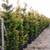 PRIVACY TREES, EMERALD ARBORVITAE, LEYLAND CYPRESS, WE DELIVER FAR! 6 thumbnail