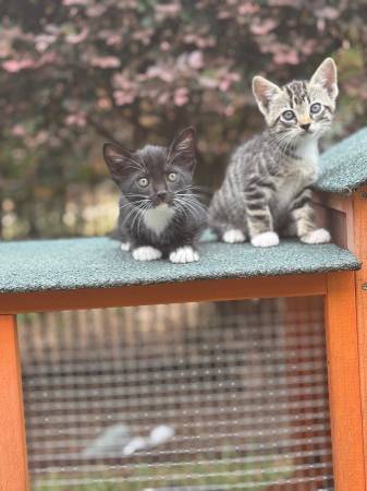 8 week old kittens, two males and two females63904506908034124