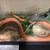 Corn snake with everything 3 thumbnail