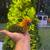 Parrot sun conure 1 thumbnail