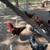 Production Red Roosters 3 thumbnail