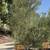 Fruitless Olive Trees 2 thumbnail