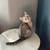 Scottish kittens 2 thumbnail