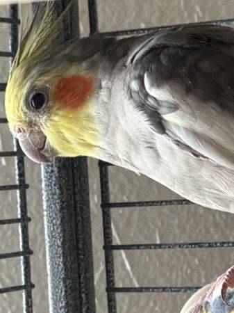 Cacatúa perdida – Cedar City, 30/4