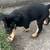 Rottweiler 1 thumbnail