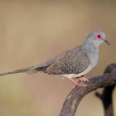 Pet birds (Silva)63612039812867121