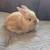 Rabbits 4 thumbnail