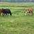 Pasture and boarding for Jersey cows 7 thumbnail